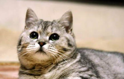 猫咪多久吃一次化毛膏？