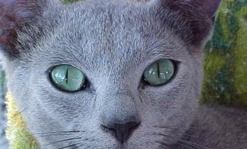 蓝色眼睛的猫是什么品种