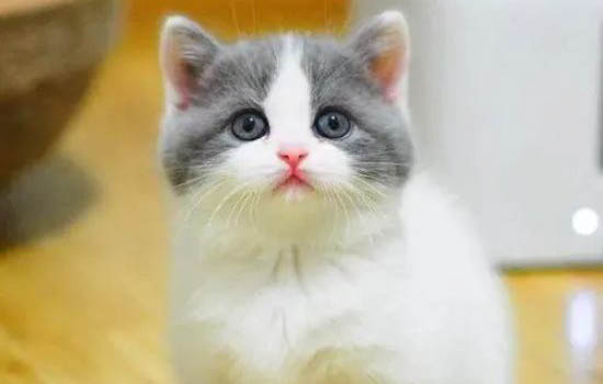 英短猫的寿命有多长