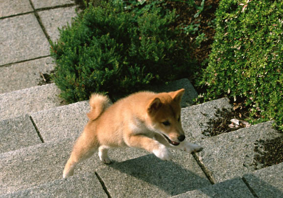 日本柴犬的特点