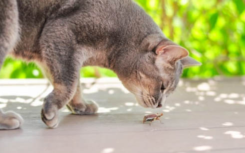 最经济的养猫方法