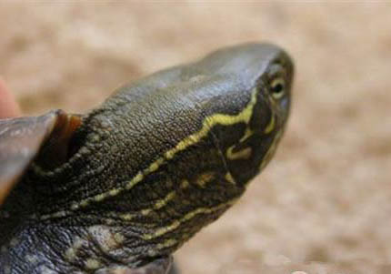 肯尼亚龟吃小乌龟吗