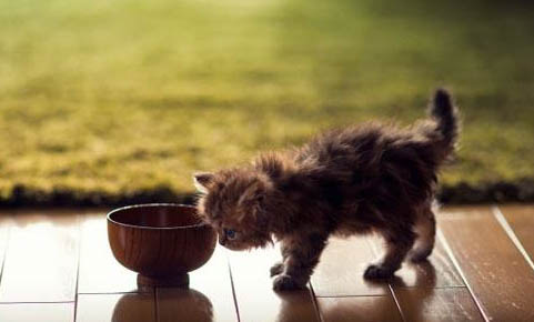 含猫粮的猫粮多久能变质