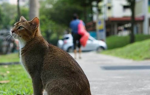 小新加坡猫为什么会有眼屎