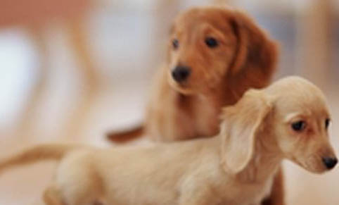 腊肠犬吐白色粘稠液体的原因及处理方法