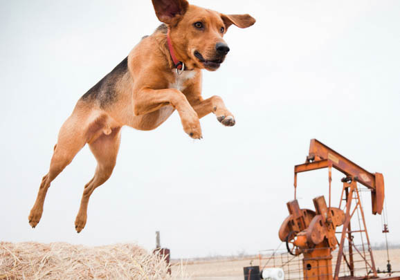 英国猎狐犬有攻击性吗