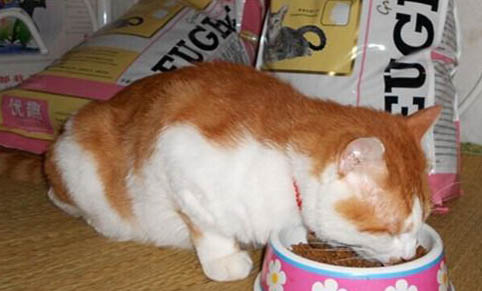 深色猫粮和浅色猫粮哪个好