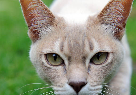 波米拉猫黑下巴的原因及处理方法