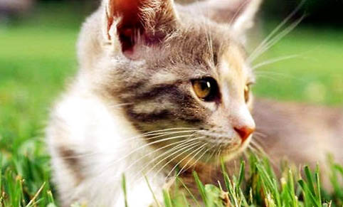 猫吃狗尾巴草哪个部位