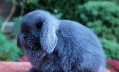 怎么判断兔子是否发烧