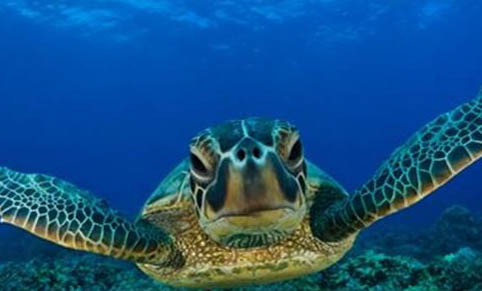 绿海龟能活多少年