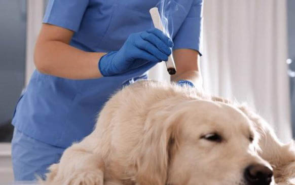 狗狗子宫蓄脓早期的症状有哪些啊？