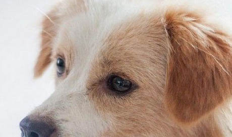 狗眼睛水肿的原因及处理方法