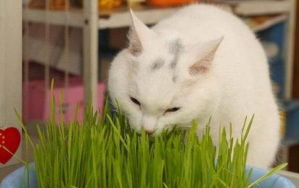 猫咪可以吃菠菜叶吗