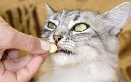 小猫得了口炎怎么办？