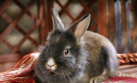 兔子能吃石榴吗？