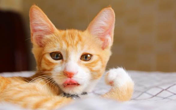 猫咪耳朵很红