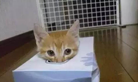 猫咪正常一天吃多少克猫粮
