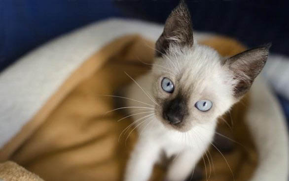 猫咪厌食症有哪些症状