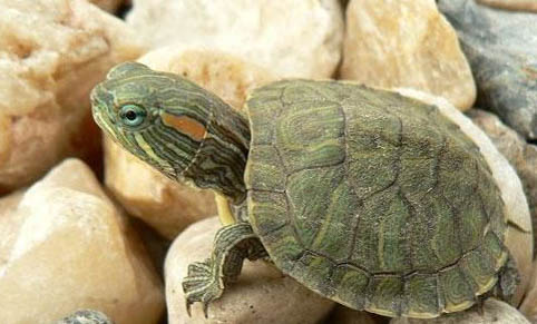 巴西龟换壳要注意什么