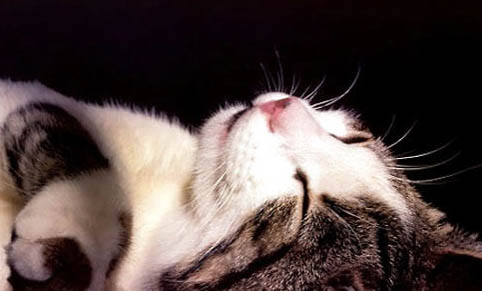 猫咪急性胰腺炎的原因及处理方法