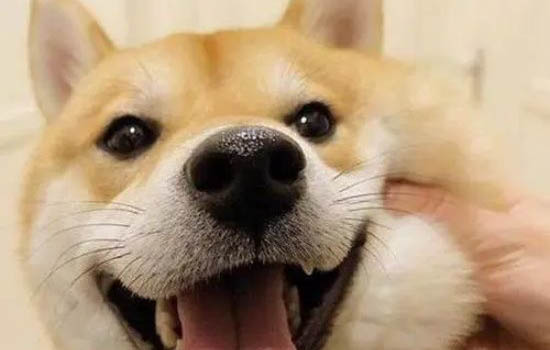 柴犬是日本的土狗吗