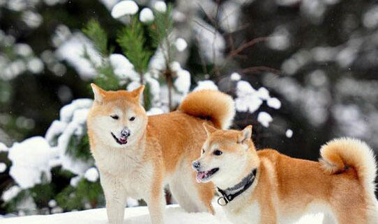 秋田犬和柴犬哪个好？