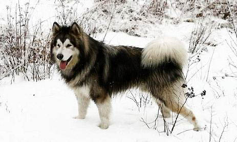 养一只阿拉斯加雪橇犬一个月开销多少