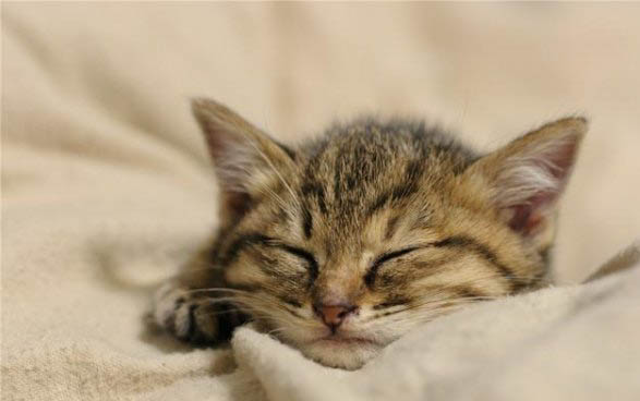 新买的小猫要躲床底几天