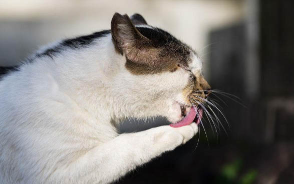 小猫口臭的原因及处理方法