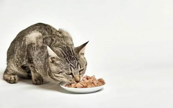 猫咪胃肠炎和猫瘟的区别有哪些