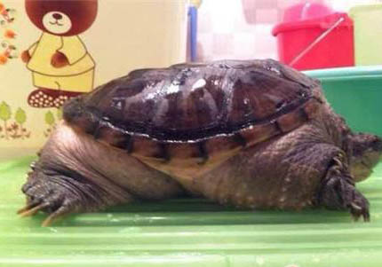 大鳄龟需要晒背台吗