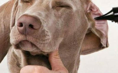 犬肺炎治愈要多久？