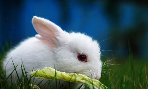 兔子有智商吗？