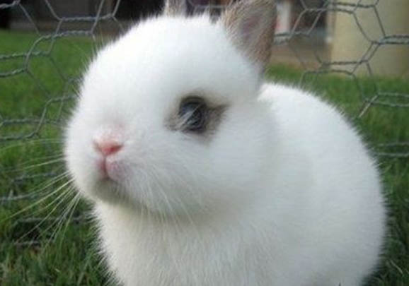 侏儒海棠兔能活多久