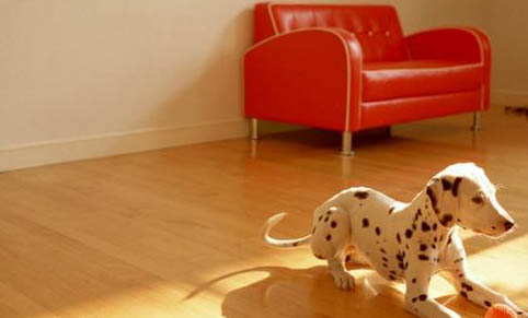 为什么狗狗喜欢舔地板