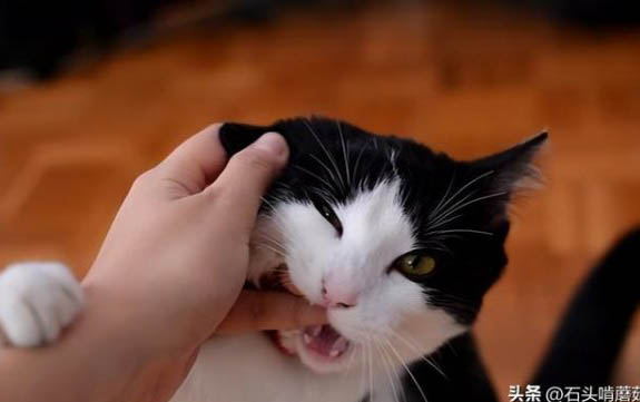 两个月的猫可以吃猫条吗