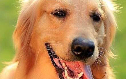 狗狗口腔问题大揭秘：犬口炎的原因、处理方法及注意事项