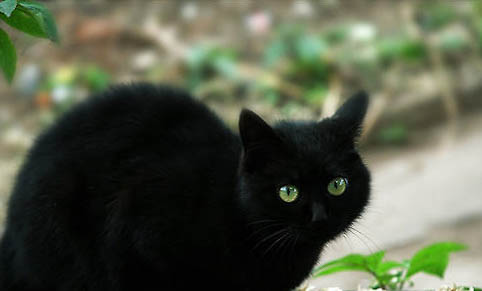 黑猫品种有哪些