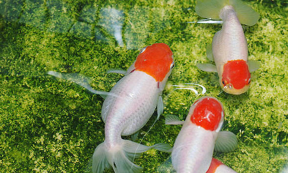 五花长尾草金鱼的品种简介