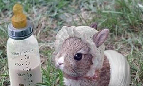 兔子为什么不喝水？