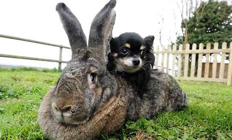 兔年家里养兔子吉利吗