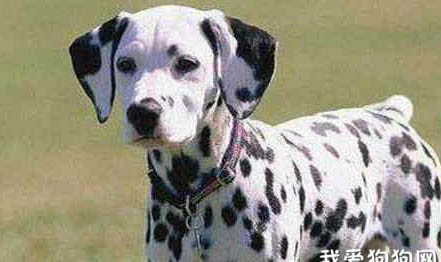 斑点狗狗为什么禁养斑点狗为什么被叫叫禁狗