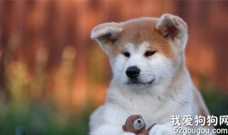 秋田犬是哪个国家的品种