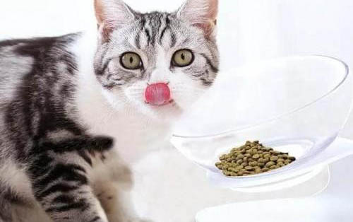 猫咪为什么会护食