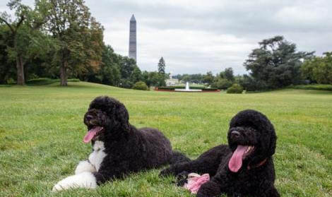 葡萄牙水犬老喝水的原因及处理方法