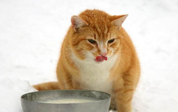 猫咪拉黄水便是什么原因？