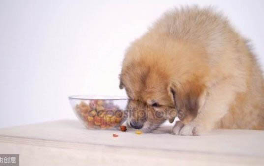怎么样才能让小狗吃狗粮呢