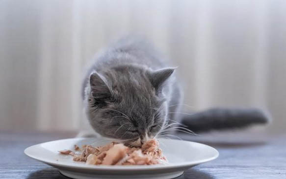 猫腹水会传染吗？