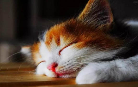 猫可以吃人吃的消炎药吗？